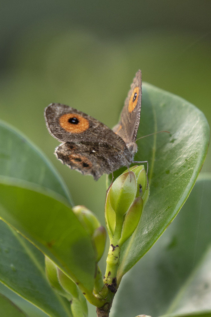 Strabena tamatavae