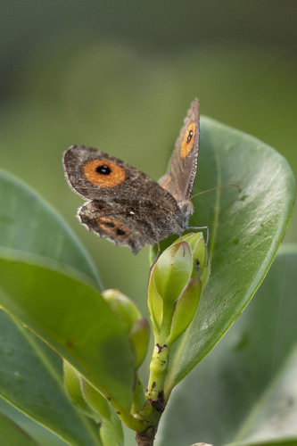 Strabena tamatavae