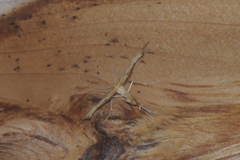 Gillmeria pallidactyla