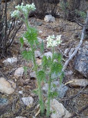 Cnidoscolus angustidens