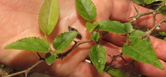 Oncoba spinosa
