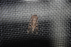 Euxoa divergens