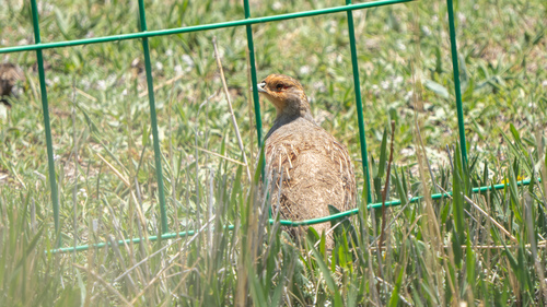 Daurian Partridge