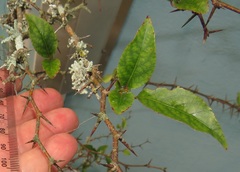 Oncoba spinosa