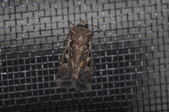 Euxoa divergens