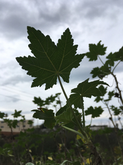 Malva assurgentiflora