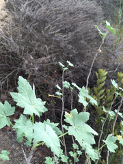 Malva assurgentiflora