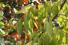 Celtis smallii