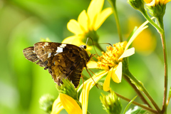 Codatractus arizonensis