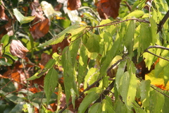 Celtis smallii