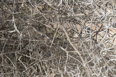 Trachyphonus darnaudii