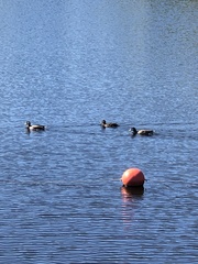 Anas platyrhynchos