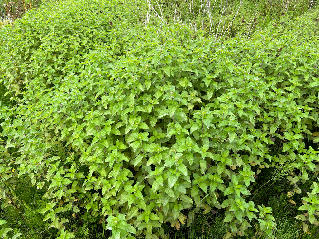 Mentha