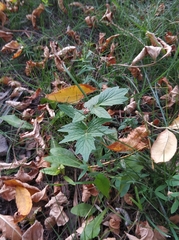 Taraxacum officinale
