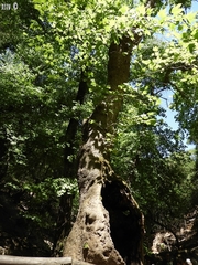 Liquidambar orientalis