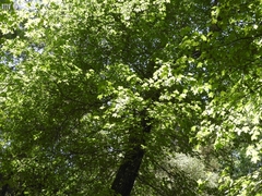 Liquidambar orientalis