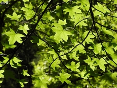 Liquidambar orientalis