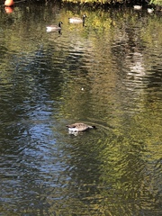 Branta canadensis