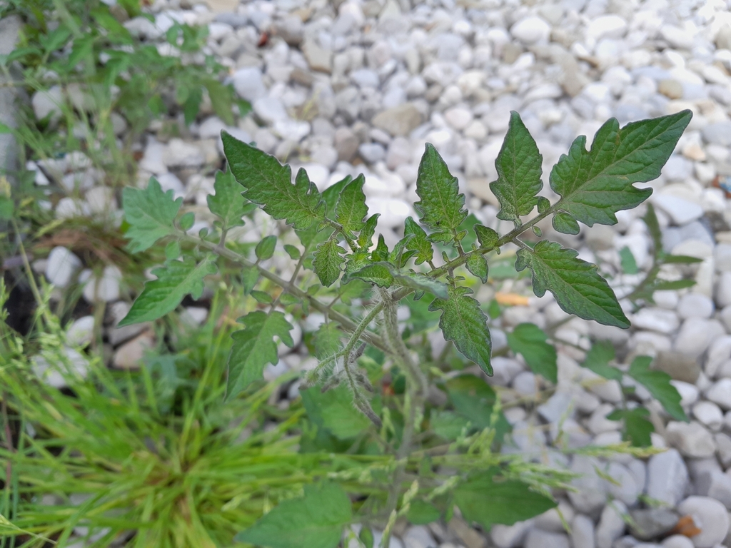 Solanum lycopersicum