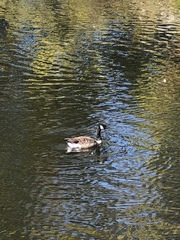 Branta canadensis