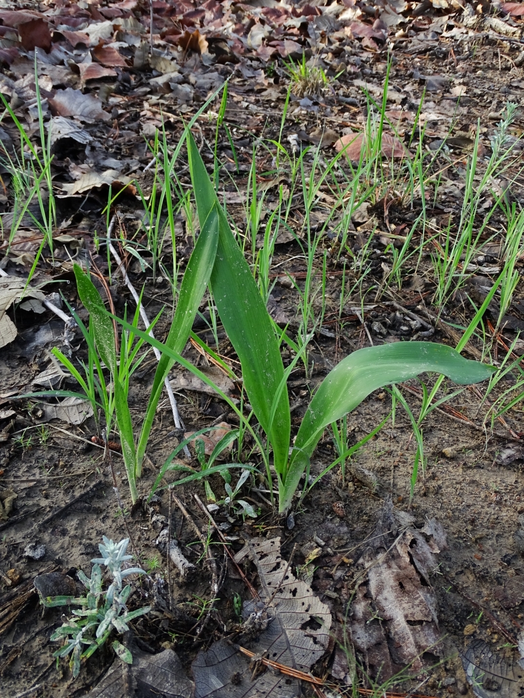 Agave bulliana