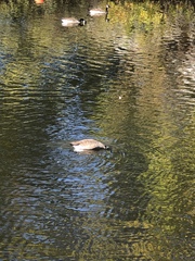 Branta canadensis