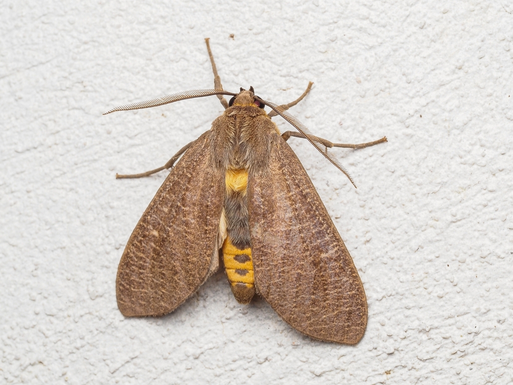 Elysius disciplaga
