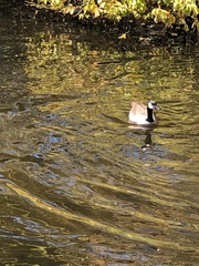 Branta canadensis
