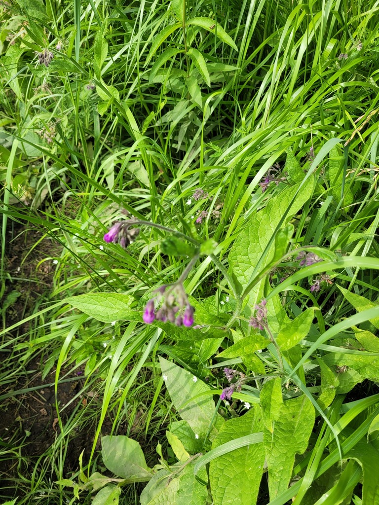 Symphytum