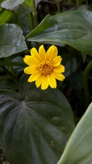 Sphagneticola trilobata