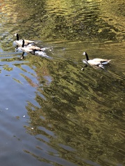Branta canadensis