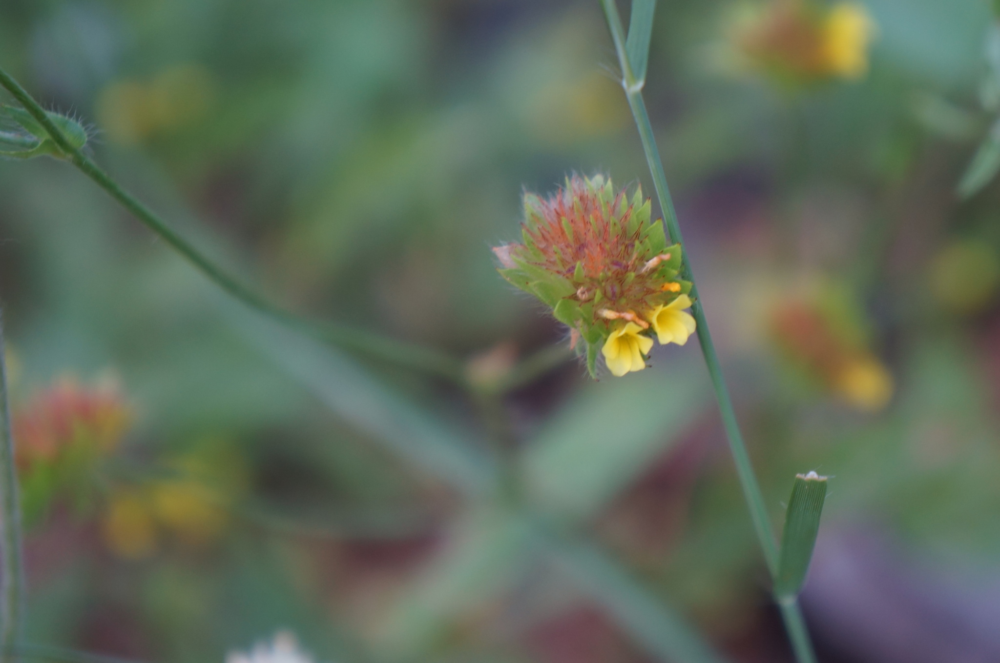 Waltheria operculata