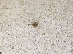 Murricia uva