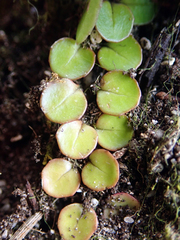 Epilobium nummulariifolium