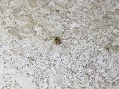 Murricia uva