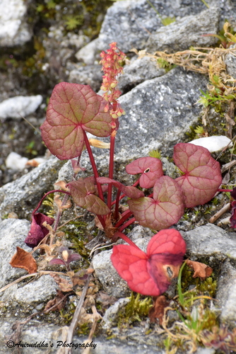 alpine sorrel