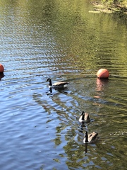 Branta canadensis