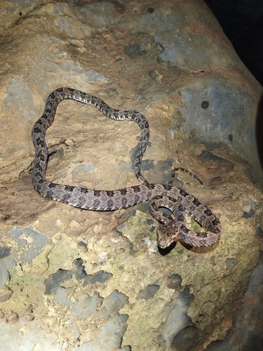 Three horned-scaled pitviper