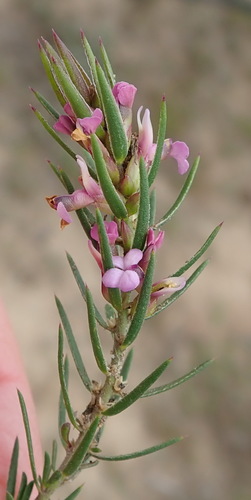 Image of Muraltia ericoides by (c) Nicola van Berkel, some rights reserved (CC BY-SA)