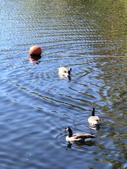 Branta canadensis