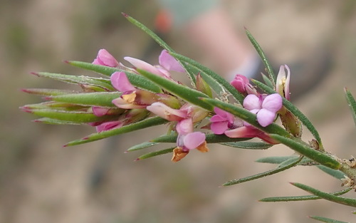 Image of Heathleaf Purplegorse by (c) Nicola van Berkel, some rights reserved (CC BY-SA)