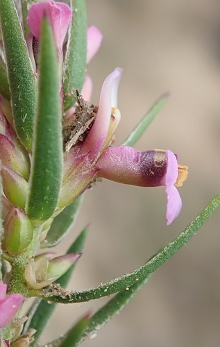 Image of Heathleaf Purplegorse by (c) Nicola van Berkel, some rights reserved (CC BY-SA)