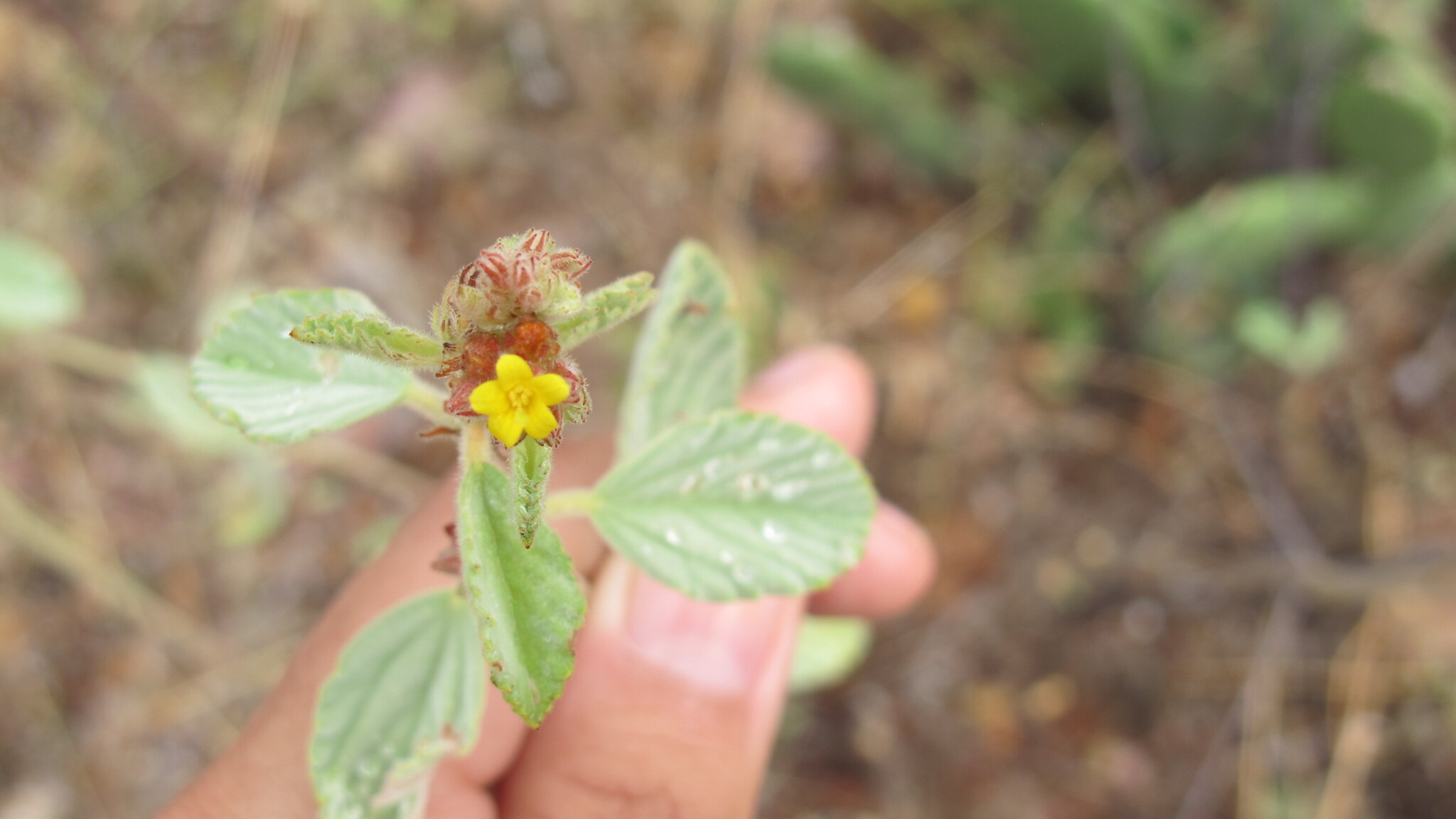 Waltheria rotundifolia
