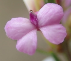 Muraltia ericoides