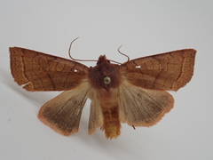 Epiglaea apiata