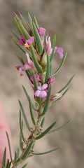 Muraltia ericoides
