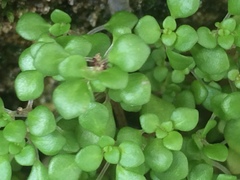 Pilea herniarioides