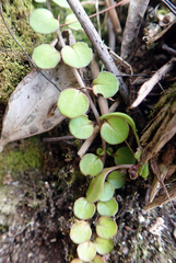 Epilobium nummulariifolium