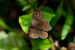 Strabena triophthalma