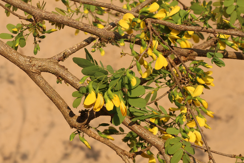 Jacarandá amarillo